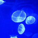  Valencia, Jellyfish