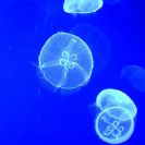  Valencia, Jellyfish